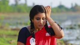 Raja Rani S01E17 Snake Bites Sembaruthi Full Episode