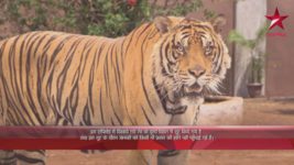 Ek Veer Ki Ardaas Veera S06 E06 The tiger enters the school
